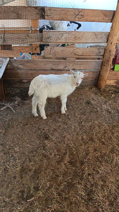 Козлёнок Занен мальчик