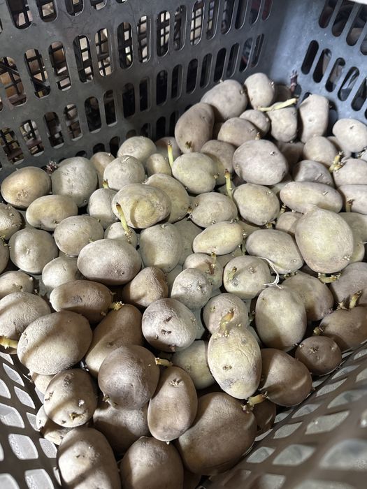 Семена картофеля