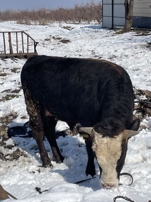 Бык буга откормленый