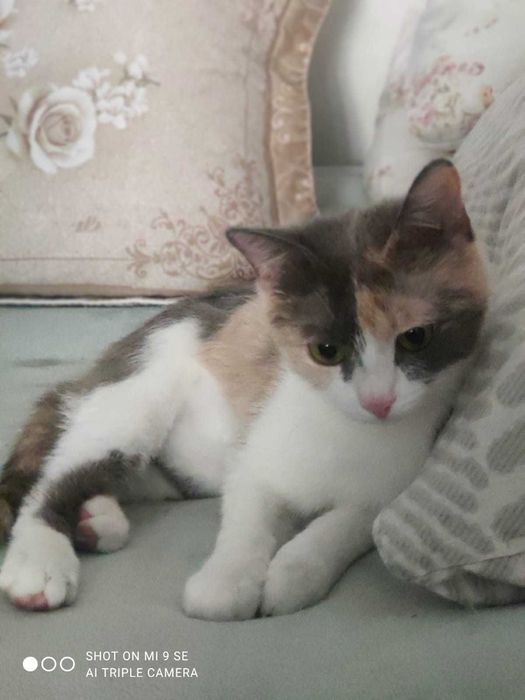 Очаровательная кошечка в добрые руки