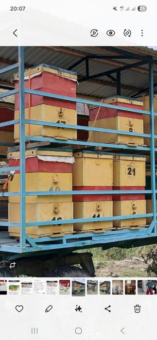 Ара үишігі , уля