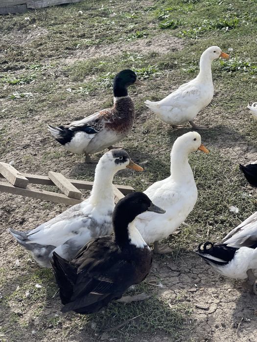 Vand rate crescute doar cu cereale si iarba verde.