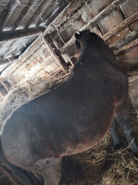 Бие сатылады, 3 ай семipтуде тур