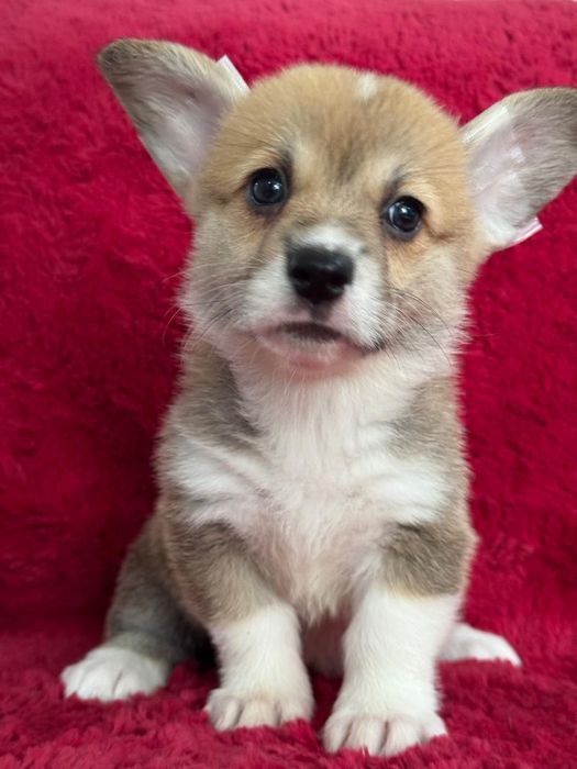 Вельш корги пемброк девочки