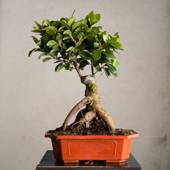 Фикус Бонсай Гинсенг Цветы Гуллар Комнатные Растения к
