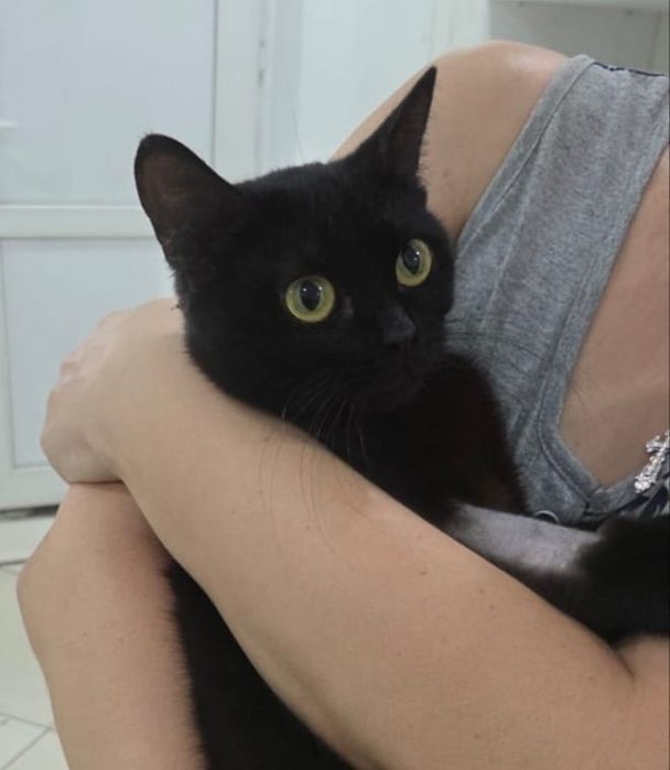 Кошечка в добрые руки