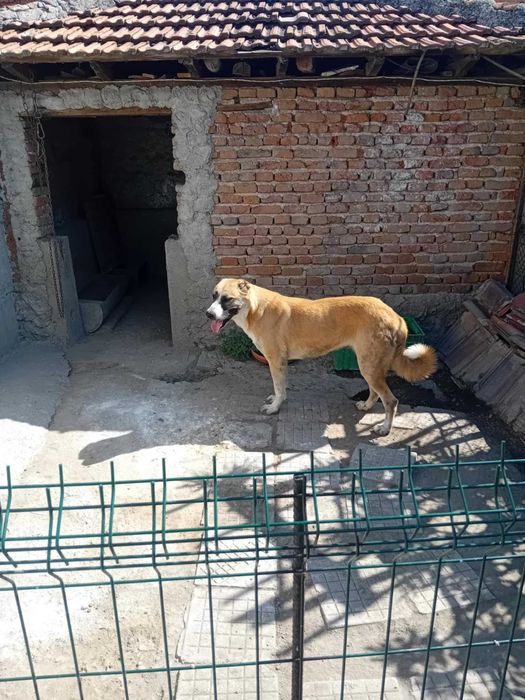 Кавказки вълкодав