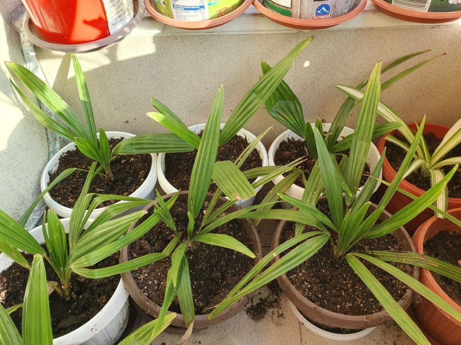 Предлагам малки студоустоичиви палми - 10 бр за 60 лв Tрахикаптус.