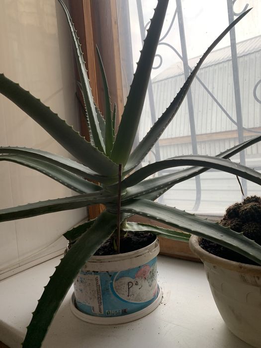 Алоэ лечебное более 3 лет