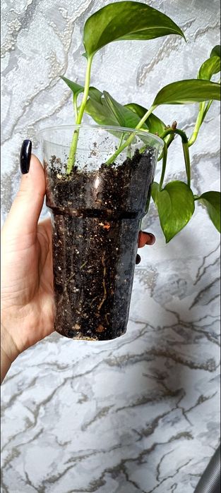 Продам сциндапсус