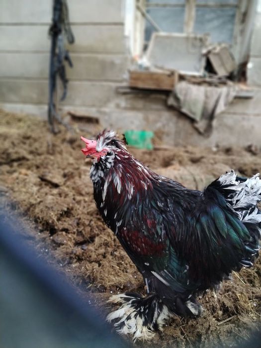 Струмски  петли.