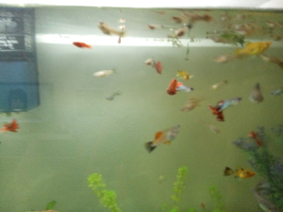 Рибки Гупи,Хелери,Молинезии,Данио,Сом Анциструс.