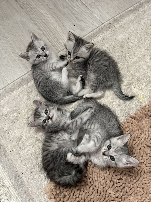 Котенке, мысыктар
