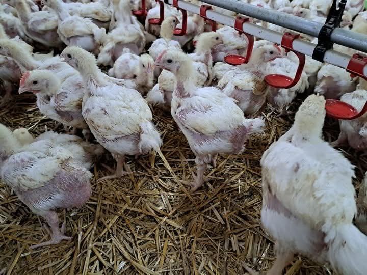 Pui rasa mixta si alb de carne  cu livrare