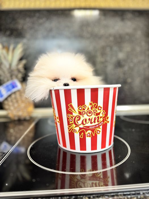 Femela pomeranian extra mics