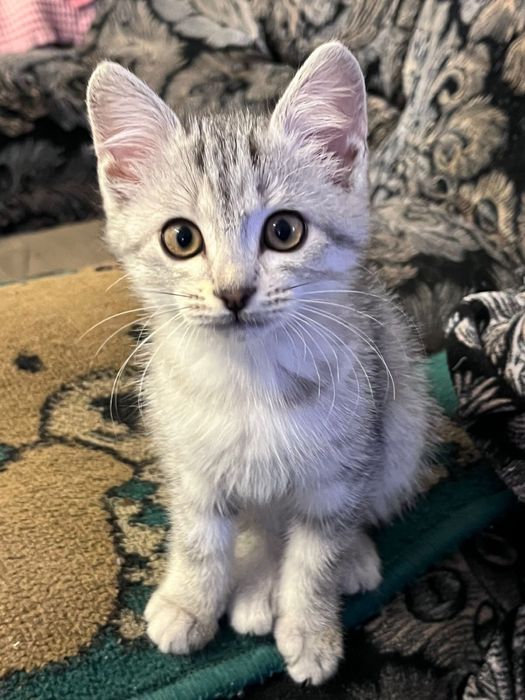 Отдам котят в добрые руки