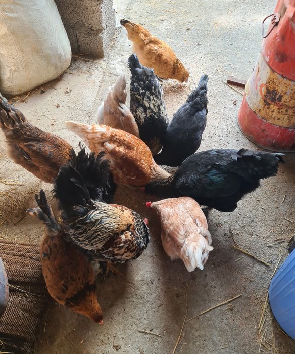 Tovuqlar Товуклар