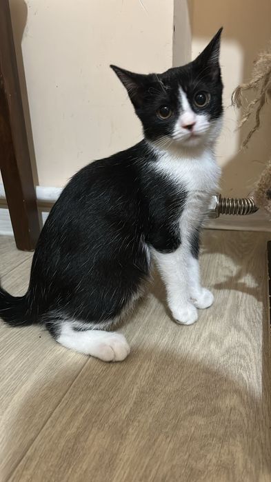 Отдам в дрбрые руки