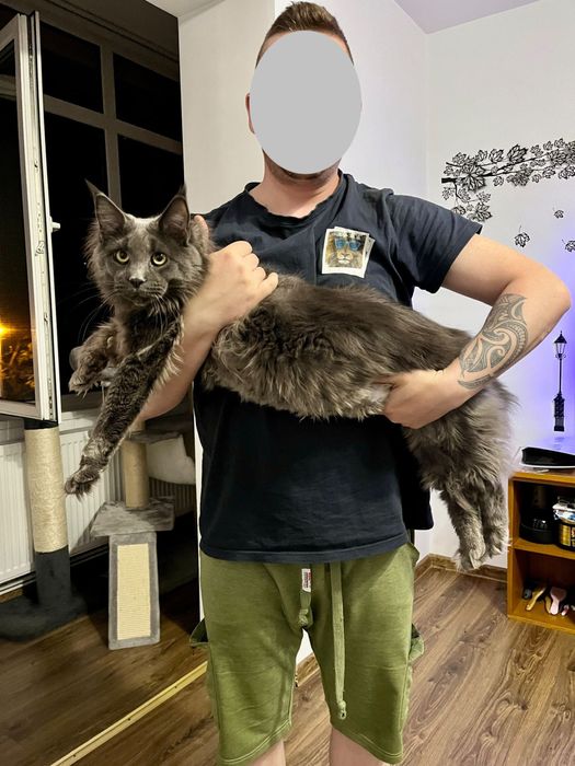 Vand motan Maine Coon