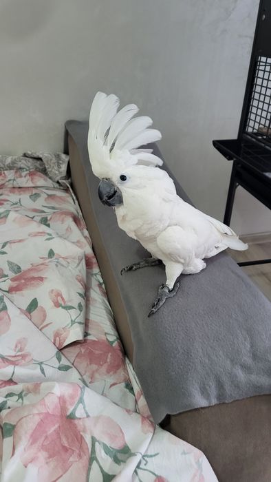 Papagal  Femelă Kakadu