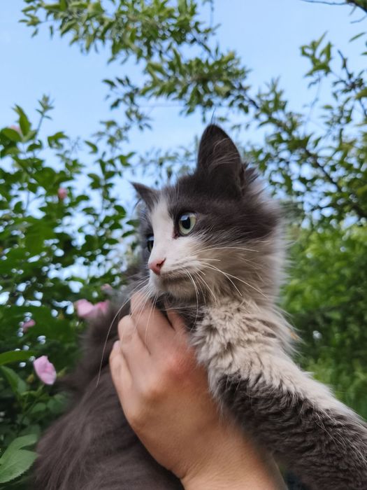 Отдам в добрые руки кошечку
