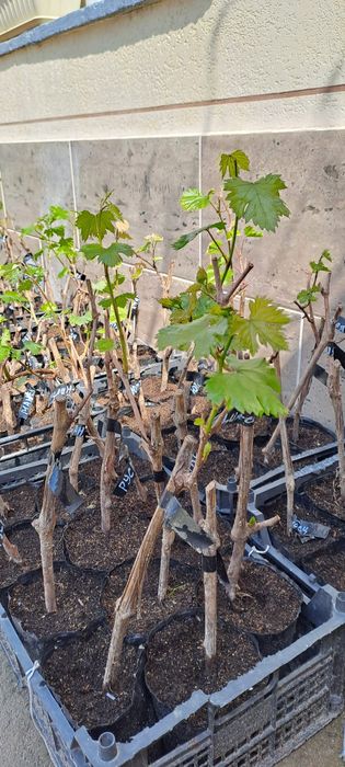 Жүзім кошет виноград