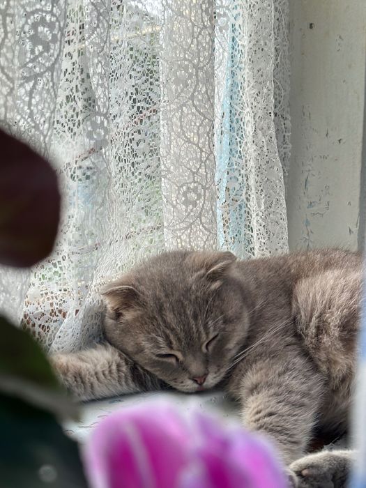 Отдам в хорошие руки веслоухих котов