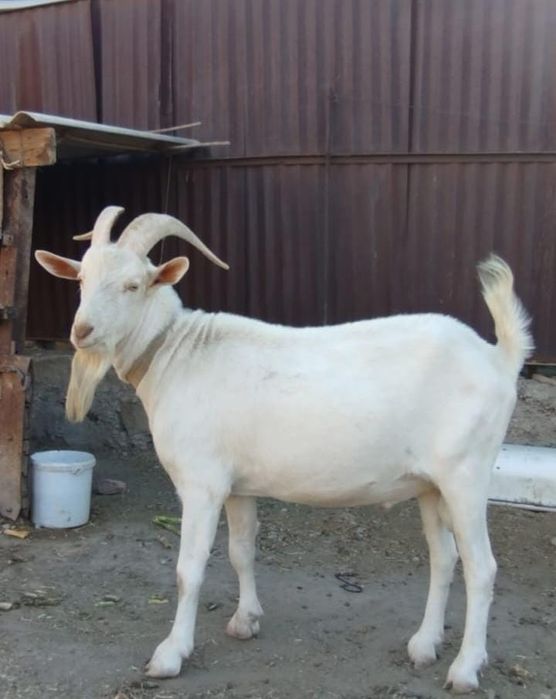 Продам козла, козу