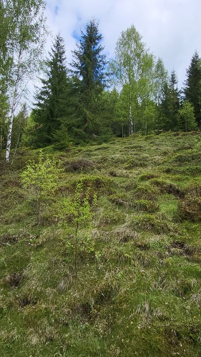 Teren intravilan de cabană la munte