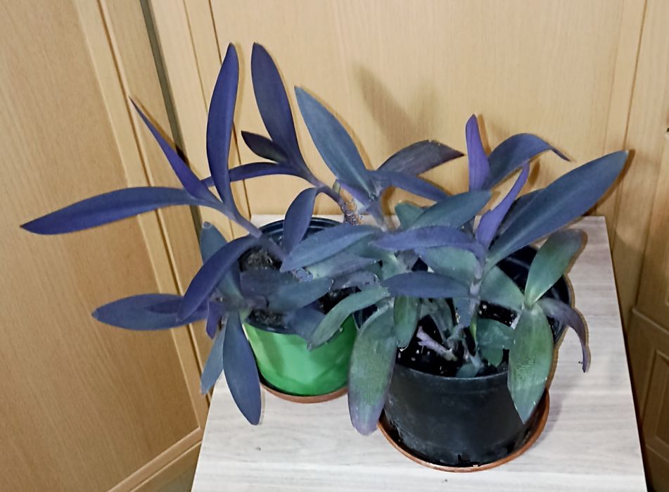 Сеткрезии. Комнатные растения.