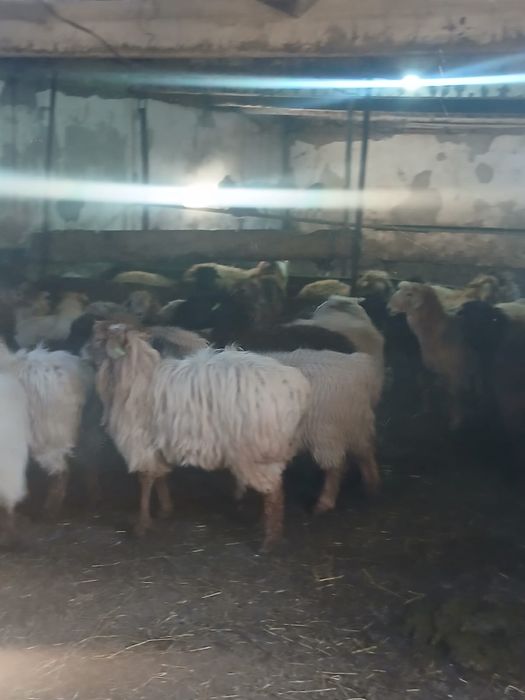 токтылар сатылады