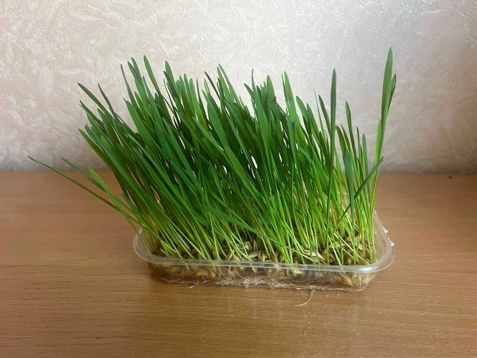 Свежая трава для кошек