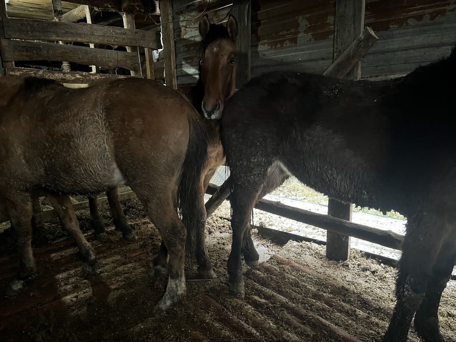 Продам тай с откорма