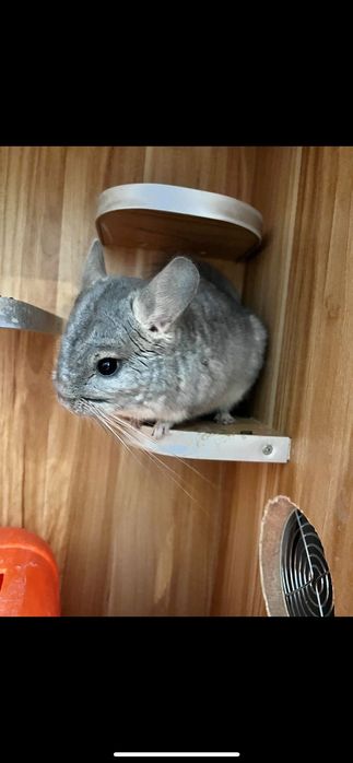 Продам разных шиншилл