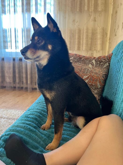 Потерял собака сиби ину