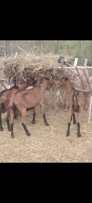 Vând țap alpin francez par