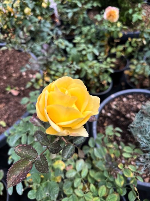 Атиргул сотувда