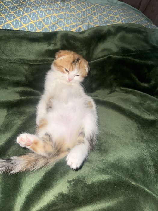 Кошка пародистая