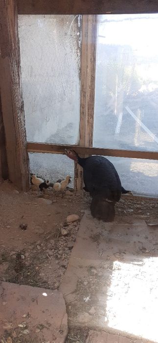 Индюк  8- балапанымен