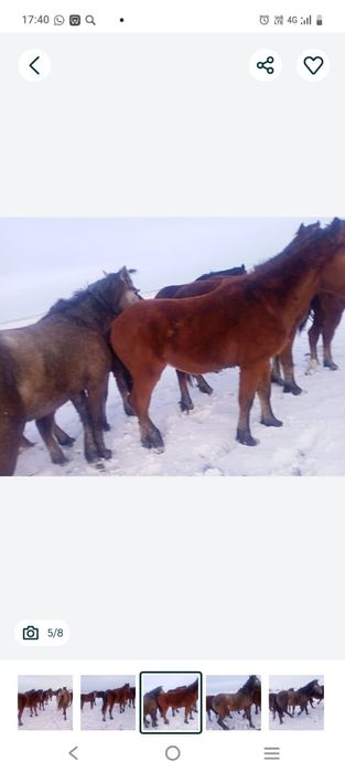 Продам лошади согым.