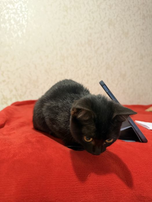 Котенок маленький