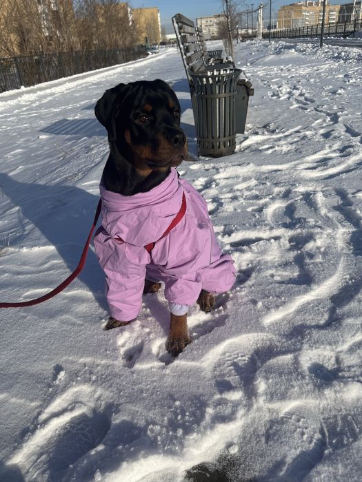 Ротвейлер 6 месяцев, девочка