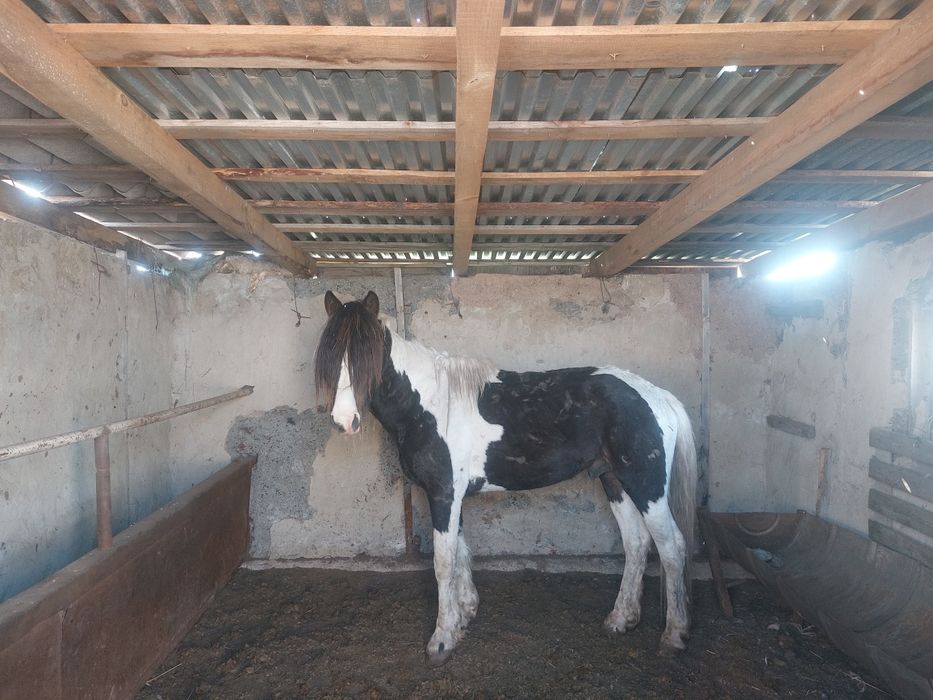 Қазақи айғыр. Бес жасар