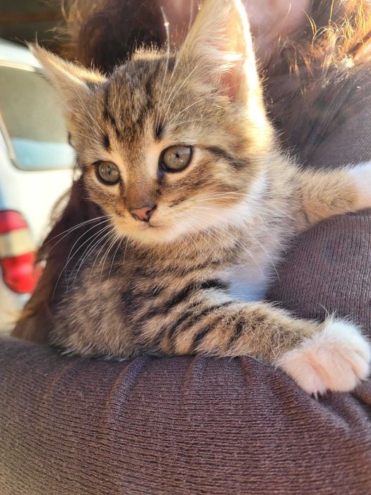 Pui de pisica motanel