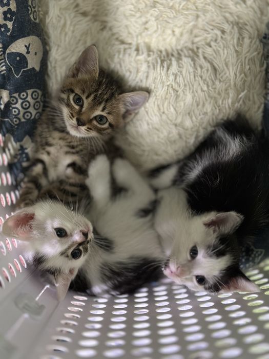 Отдам котят, возраст 1,5 мес