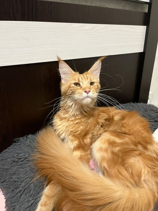 Мэйнкун девочка