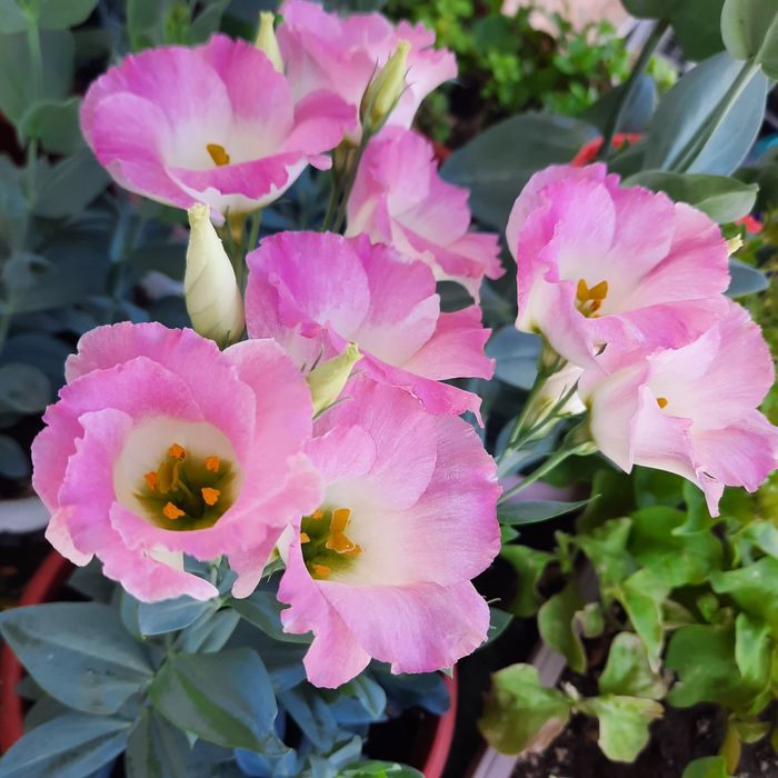 Продам смесь семян эустомы.