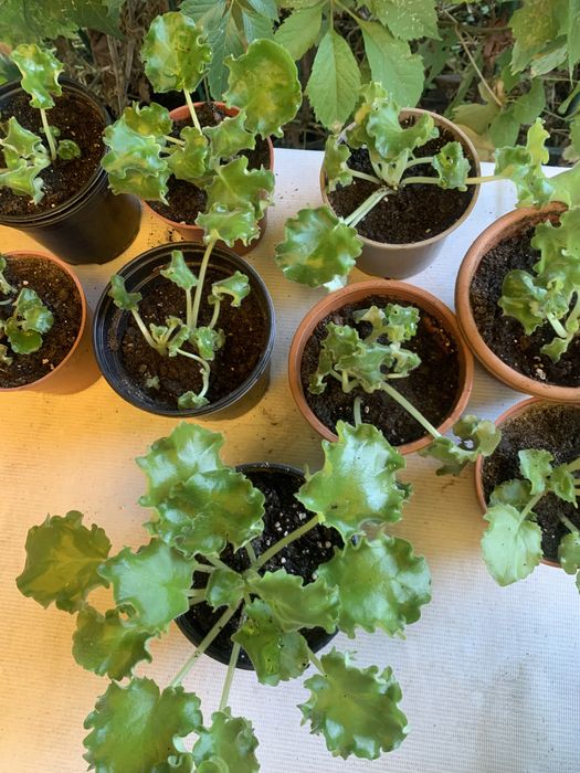 Продам комнатные цветы