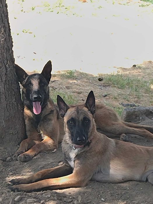 Белгийска овчарка малиноа