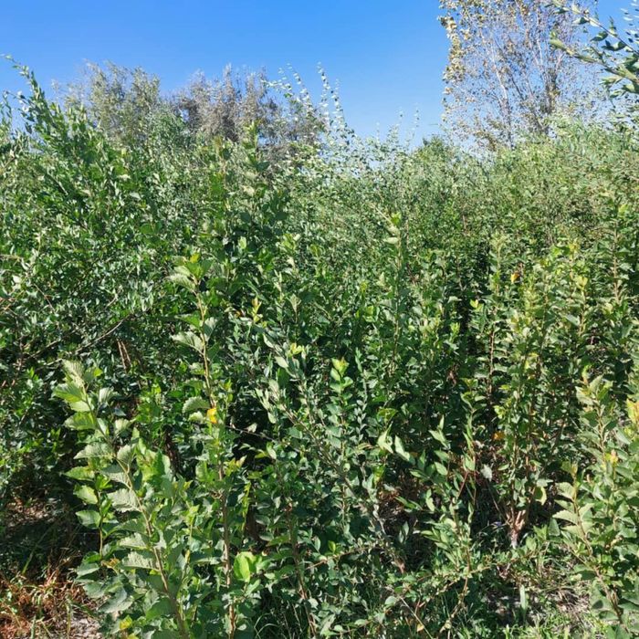 Вязь Карагач Сеянцы